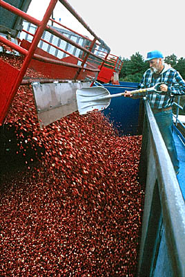 Cranberries being unloaded at Oceanspray receiving station. Photo by Maggie Holtzberg. Cranberries being unloaded at Oceanspray receiving station. Photo by Maggie Holtzberg.