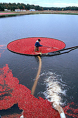 Cranberry harvest in S. Carver, Massachusetts. Photo by Maggie Holtzberg. Cranberry harvest in Lakeville, Massachusetts. Photo by Maggie Holtzberg.
