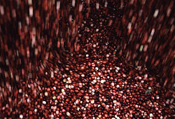 Cranberries being unloaded. Cranberries being unloaded.