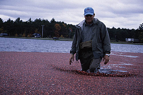 Ben Carver walking in bog during wet harvest. Photo by Maggie Holtzberg.
